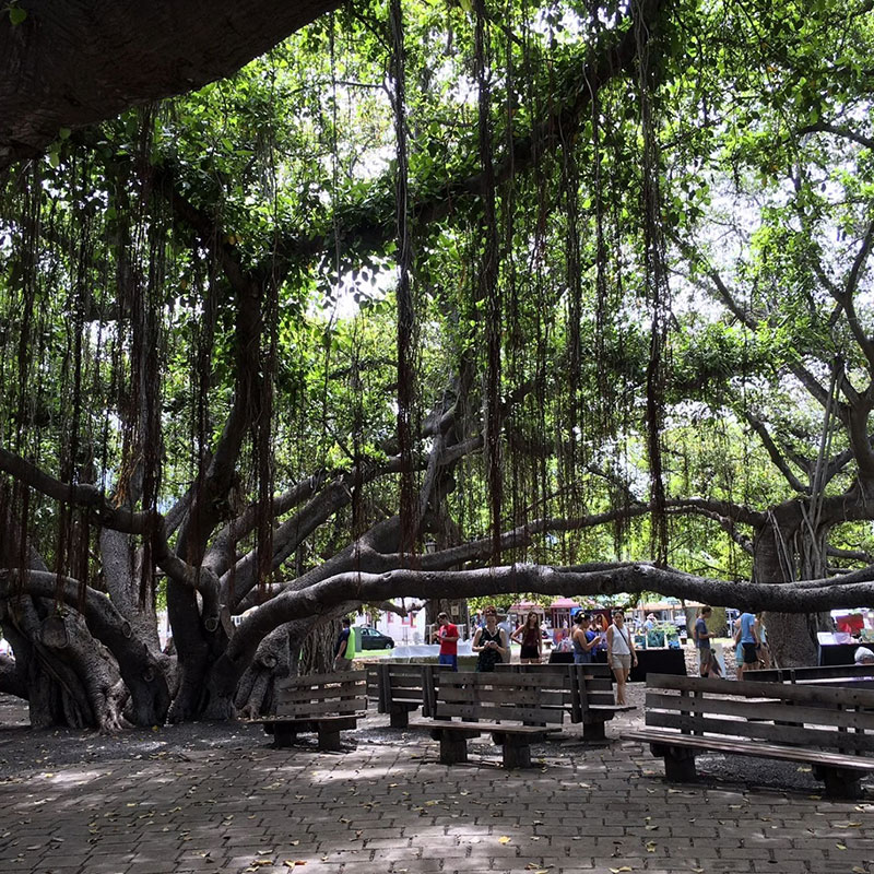 image of the banyan tree in Lahaina
