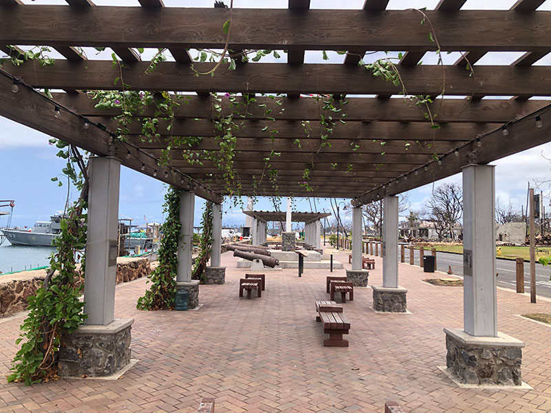 image of waterfront arbor in Lahaina after trimming.