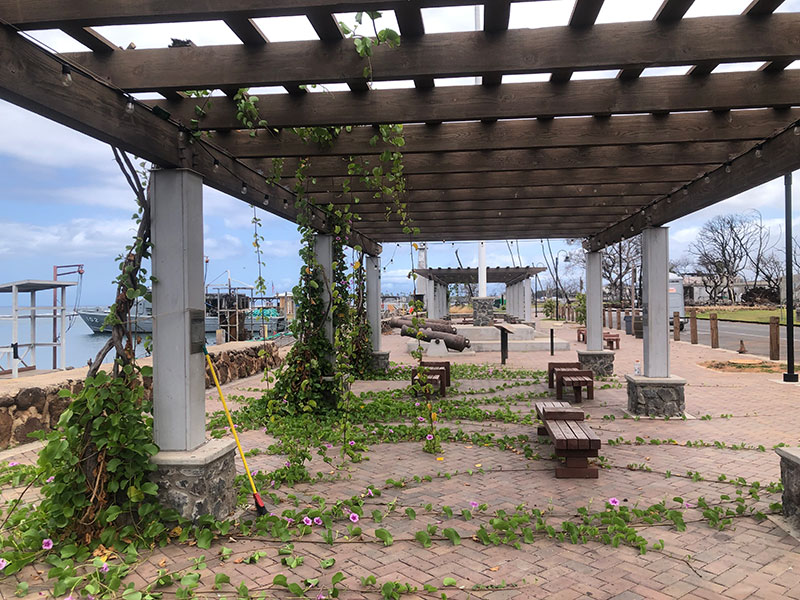 image of overgrown area at waterfront arbor in Lahaina