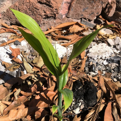 image of ti leaf sprouts at Hale Aloha